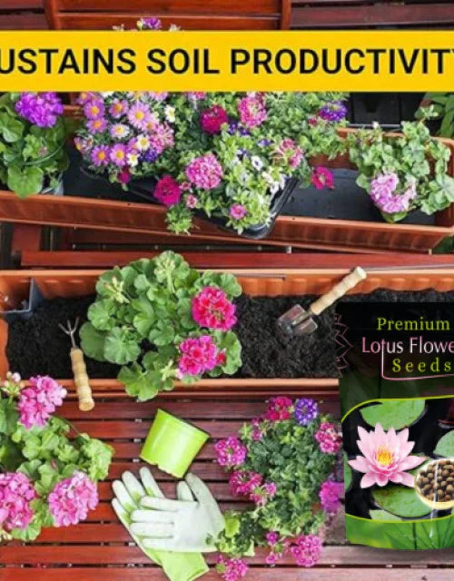 Bonsai Lotus Flower Seeds – Grow Your Own Miniature Lotus Plants at Home