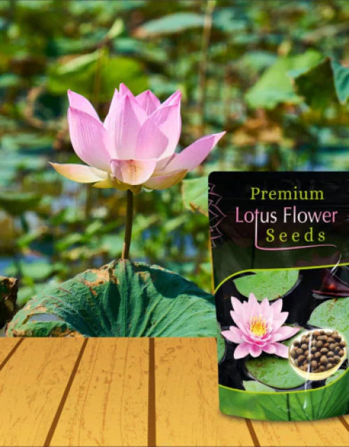 Bonsai Lotus Flower Seeds – Grow Your Own Miniature Lotus Plants at Home
