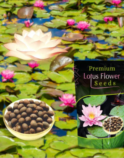 Bonsai Lotus Flower Seeds – Grow Your Own Miniature Lotus Plants at Home
