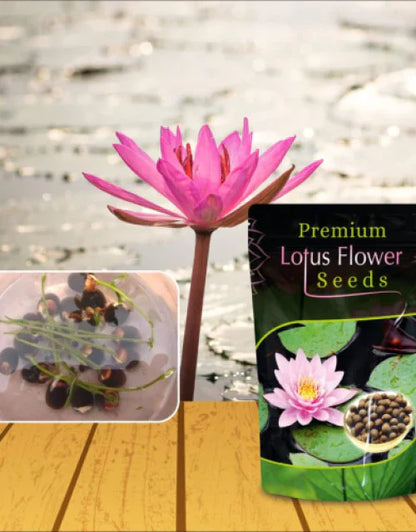 Bonsai Lotus Flower Seeds – Grow Your Own Miniature Lotus Plants at Home