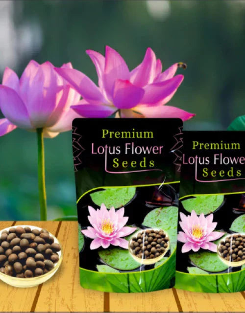 Bonsai Lotus Flower Seeds – Grow Your Own Miniature Lotus Plants at Home